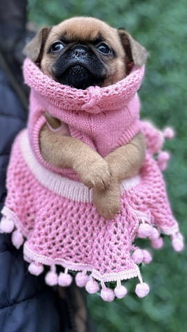 Griffon Brussel Грифон корталс, 3 месеца, Ваксинирано - Да - град Варна | Кучета - снимка 4