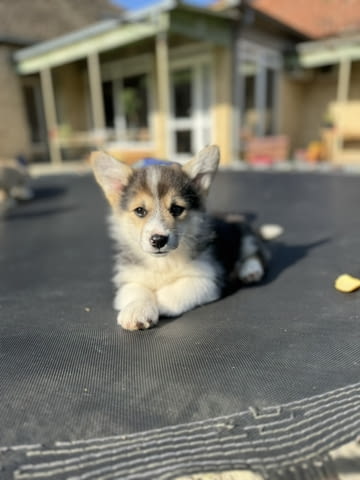 Уелш Корги Пемброк кученца Welsh Korgi Pambrook, Vaccinated - Yes, Dewormed - Yes - city of Izvun Bulgaria | Dogs - снимка 2