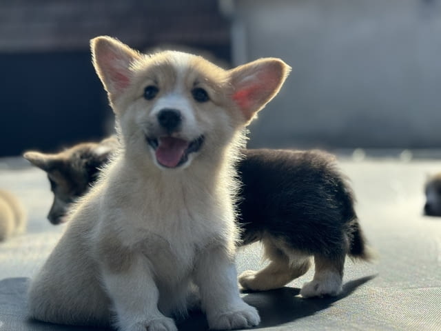 Уелш Корги Пемброк кученца Welsh Korgi Pambrook, Vaccinated - Yes, Dewormed - Yes - city of Izvun Bulgaria | Dogs - снимка 4