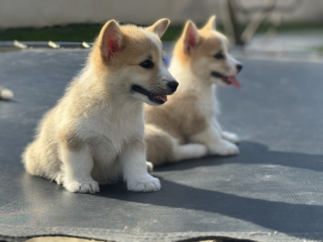 Уелш Корги Пемброк кученца Welsh Korgi Pambrook, Vaccinated - Yes, Dewormed - Yes - city of Izvun Bulgaria | Dogs - снимка 9