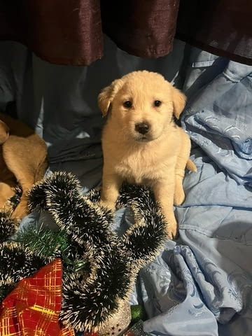 Подарявам кученца Другa, 1 Month, Vaccinated - No - city of Vidin | Dogs - снимка 2