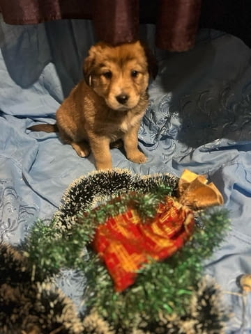 Подарявам кученца Другa, 1 Month, Vaccinated - No - city of Vidin | Dogs - снимка 3