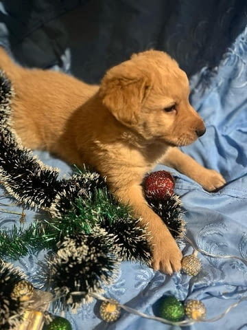 Подарявам кученца Другa, 1 Month, Vaccinated - No - city of Vidin | Dogs - снимка 4