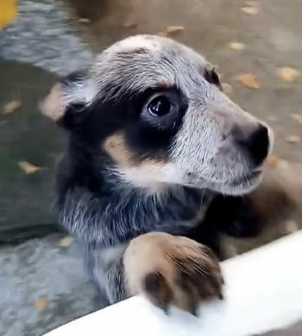 Австралийски кетъл дог/Australian Cattle Dog Кученца, city of Izvun Bulgaria - снимка 5