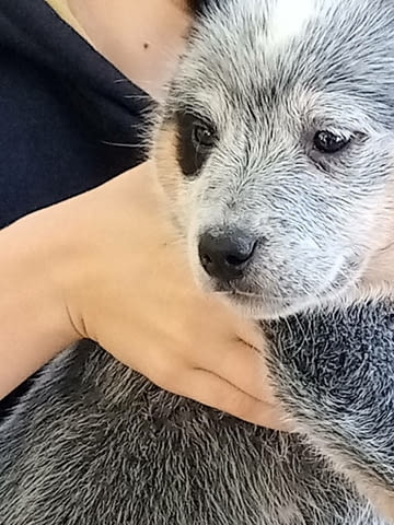 Австралийски кетъл дог/Australian Cattle Dog Кученца, град Извън България - снимка 8