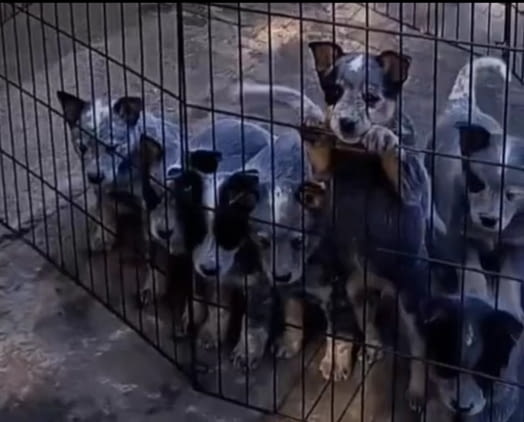 Австралийски кетъл дог/Australian Cattle Dog Кученца, city of Izvun Bulgaria - снимка 10