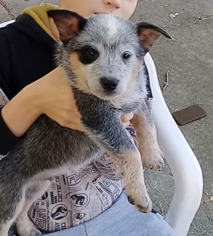 Австралийски кетъл дог/Australian Cattle Dog Кученца, град Извън България - снимка 12