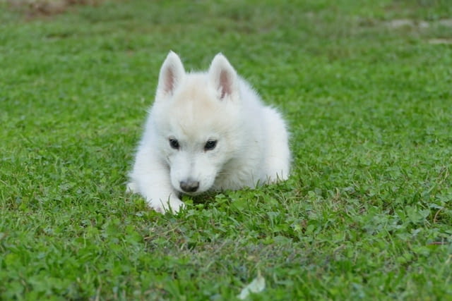 Male Siberian Husky Puppy for Sale – Your Perfect Companion!, град Варна | Кучета - снимка 3