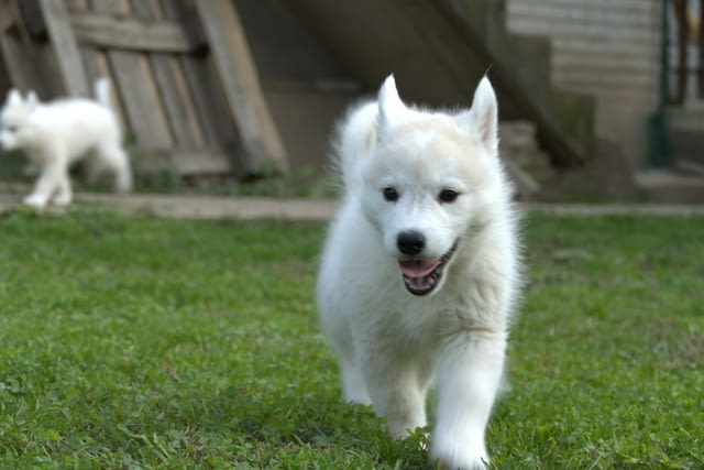 Male Siberian Husky Puppy for Sale – Your Perfect Companion!, град Варна | Кучета - снимка 4