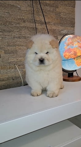 Chow chow Другa, 2 месеца, Ваксинирано - Да - град Варна | Кучета - снимка 1