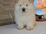 Chow chow