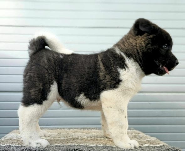 Американска Акита, ТОП кученца Akita, Vaccinated - Yes - city of Sofia | Dogs - снимка 3