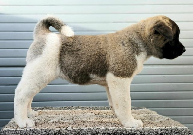 Американска Акита, ТОП кученца Akita, Vaccinated - Yes - city of Sofia | Dogs - снимка 4