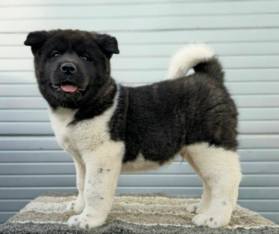 Американска Акита, ТОП кученца Akita, Vaccinated - Yes - city of Sofia | Dogs - снимка 6