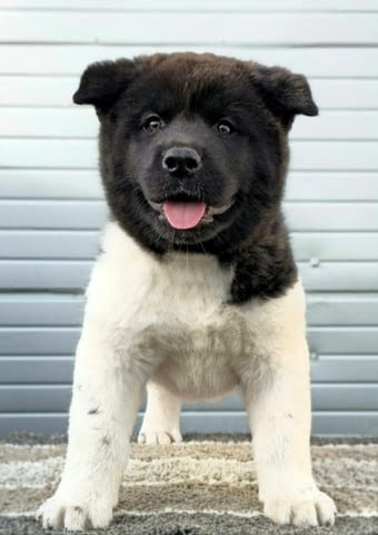 Американска Акита, ТОП кученца Akita, Vaccinated - Yes - city of Sofia | Dogs - снимка 7