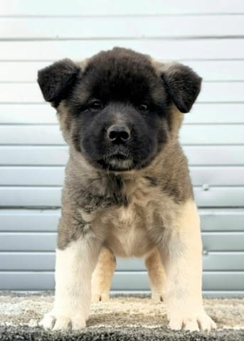 Американска Акита, ТОП кученца Akita, Vaccinated - Yes - city of Sofia | Dogs - снимка 8