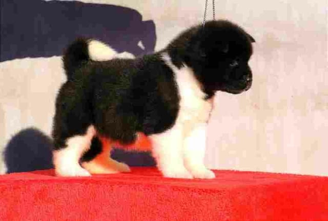 American Akita puppies Акита, 2 месеца, Ваксинирано - Да - град Варна | Кучета - снимка 1