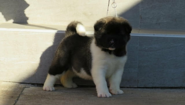 American Akita puppies Акита, 2 месеца, Ваксинирано - Да - град Варна | Кучета - снимка 2