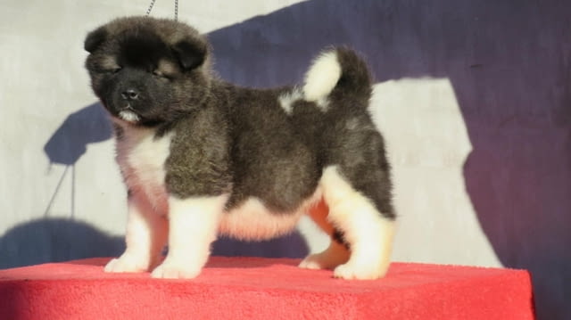 American Akita puppies Акита, 2 месеца, Ваксинирано - Да - град Варна | Кучета - снимка 3