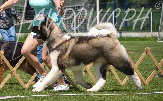 American Akita puppies Акита, 2 месеца, Ваксинирано - Да - град Варна | Кучета - снимка 4