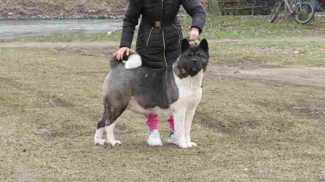 American Akita puppies Акита, 2 месеца, Ваксинирано - Да - град Варна | Кучета - снимка 5