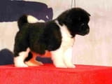 American Akita puppies