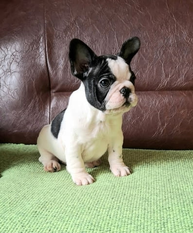 Френски булдог кученца French Bulldog, Vaccinated - Yes, Dewormed - Yes - city of Izvun Bulgaria | Dogs - снимка 3