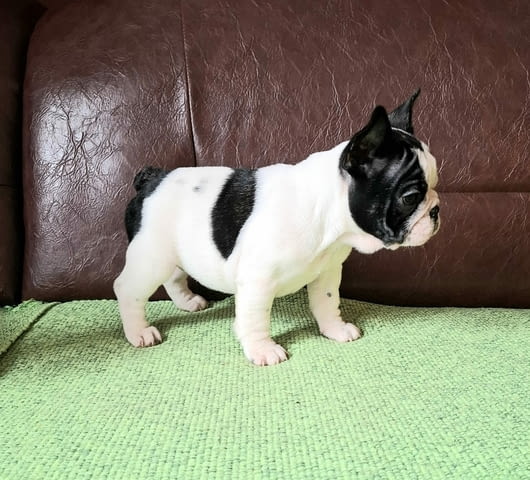 Френски булдог кученца French Bulldog, Vaccinated - Yes, Dewormed - Yes - city of Izvun Bulgaria | Dogs - снимка 4