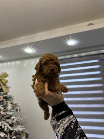 Той пудла и мини Той пудла кученца Toy Poodle, Vaccinated - Yes, Dewormed - Yes - city of Izvun Bulgaria | Dogs - снимка 5