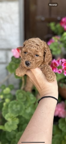 Той пудла и мини Той пудла кученца Toy Poodle, Vaccinated - Yes, Dewormed - Yes - city of Izvun Bulgaria | Dogs - снимка 6