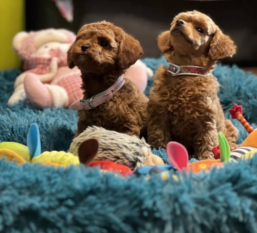 Пудел той/Poodle toy/ кученца Ваксинирано - Да, Обезпаразитено - Да - град Извън България | Кучета - снимка 9