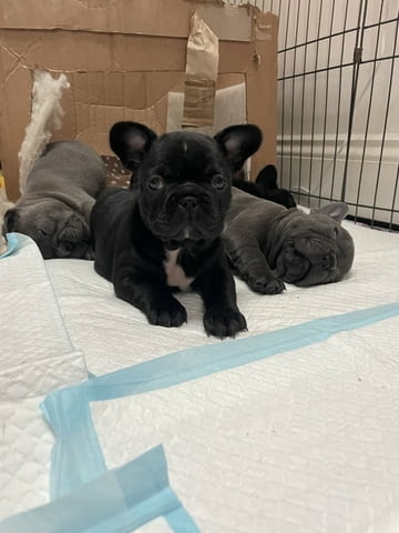 Французского бульдога French Bulldog, 3 Months, Vaccinated - Yes - city of Blagoevgrad | Dogs - снимка 1