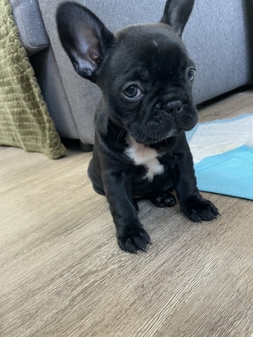 Французского бульдога French Bulldog, 3 Months, Vaccinated - Yes - city of Blagoevgrad | Dogs - снимка 4