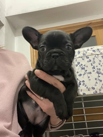 Французского бульдога French Bulldog, 3 Months, Vaccinated - Yes - city of Blagoevgrad | Dogs - снимка 5