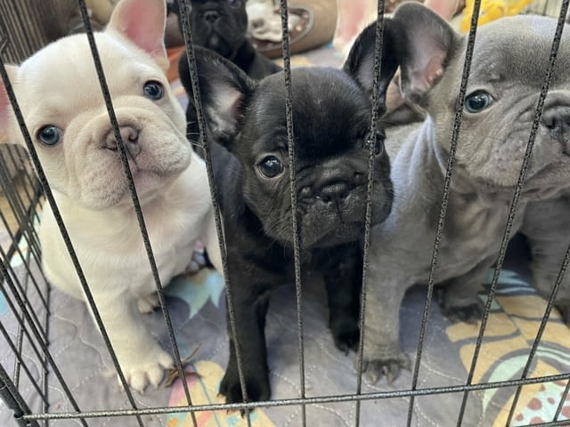 Французского бульдога French Bulldog, 3 Months, Vaccinated - Yes - city of Blagoevgrad | Dogs - снимка 6