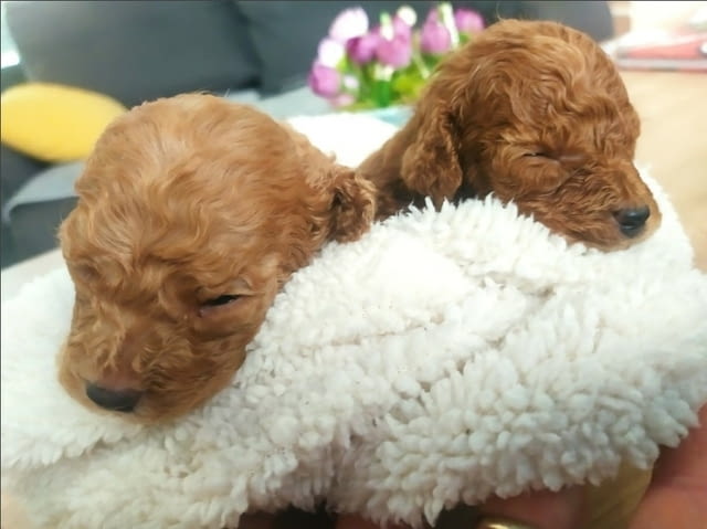 Toy Poodle - Love at First view 3 Months - city of Izvun Bulgaria | Dogs - снимка 1