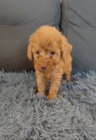 Toy Poodle - Love at First view 3 Months - city of Izvun Bulgaria | Dogs - снимка 2