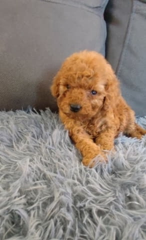 Toy Poodle - Love at First view 3 Months - city of Izvun Bulgaria | Dogs - снимка 3