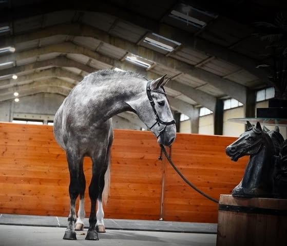 Изключителен жребец PRE 1, 64 м Шампионски кръвни линии, city of Primorsko - снимка 2