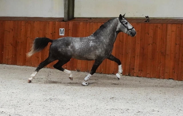 Изключителен жребец PRE 1, 64 м Шампионски кръвни линии, city of Primorsko - снимка 3