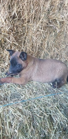 Белгийска овчарка Malinoa, 2 Months, Vaccinated - Yes - city of Haskovo | Dogs - снимка 1