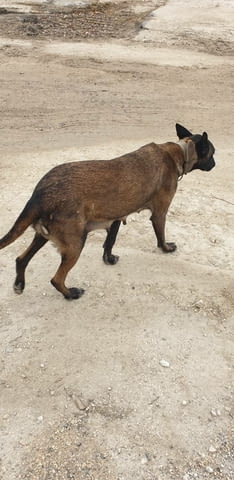 Белгийска овчарка Malinoa, 2 Months, Vaccinated - Yes - city of Haskovo | Dogs - снимка 2