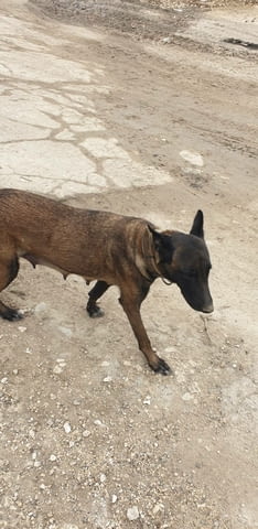 Белгийска овчарка Malinoa, 2 Months, Vaccinated - Yes - city of Haskovo | Dogs - снимка 3