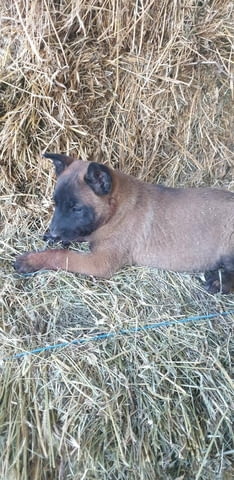 Белгийска овчарка Malinoa, 2 Months, Vaccinated - Yes - city of Haskovo | Dogs - снимка 4