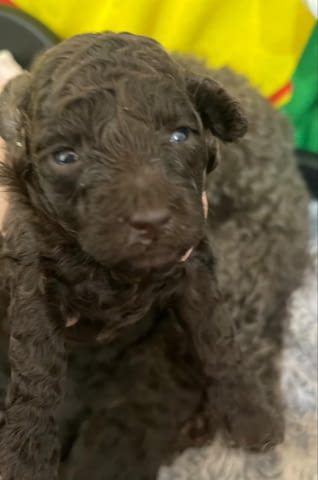 Пудел кученца за продажба Toy Poodle, Vaccinated - Yes, Dewormed - Yes - city of Izvun Bulgaria | Dogs - снимка 7