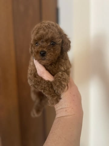 Той Пудели Toy Poodle, 2 Months, Vaccinated - Yes - city of Sofia | Dogs - снимка 1