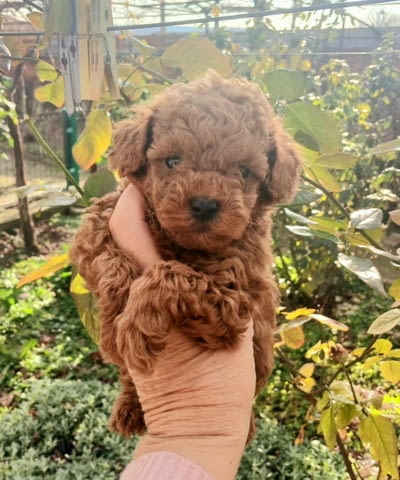 Той Пудели Toy Poodle, 2 Months, Vaccinated - Yes - city of Sofia | Dogs - снимка 3