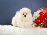 Excellent Teacup Pomeranian Puppies For Sale