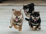 Продавам кученца Shiba Inu