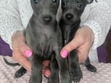 Italian Greyhound puppies